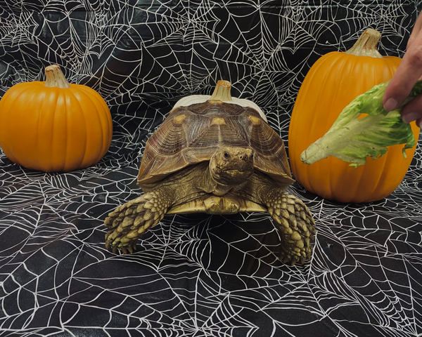 Herman the Sulcata Tortoise