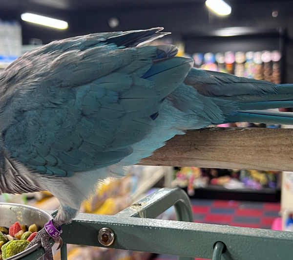 Marvin the Quaker Parrot